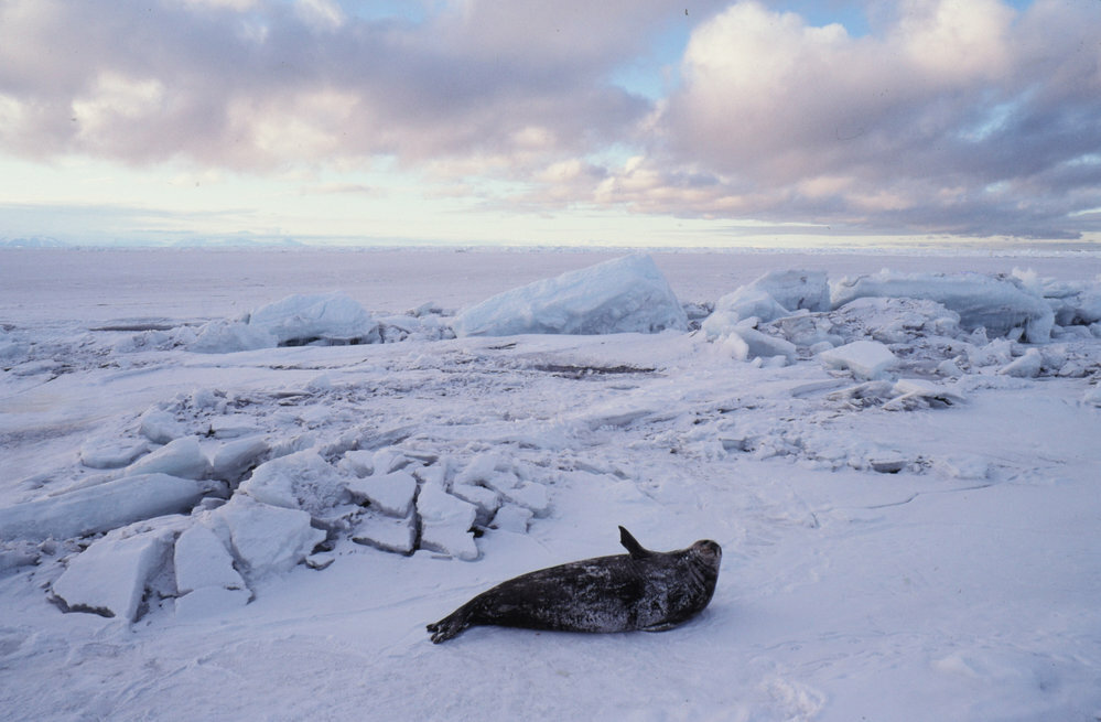 Weddell Seal
