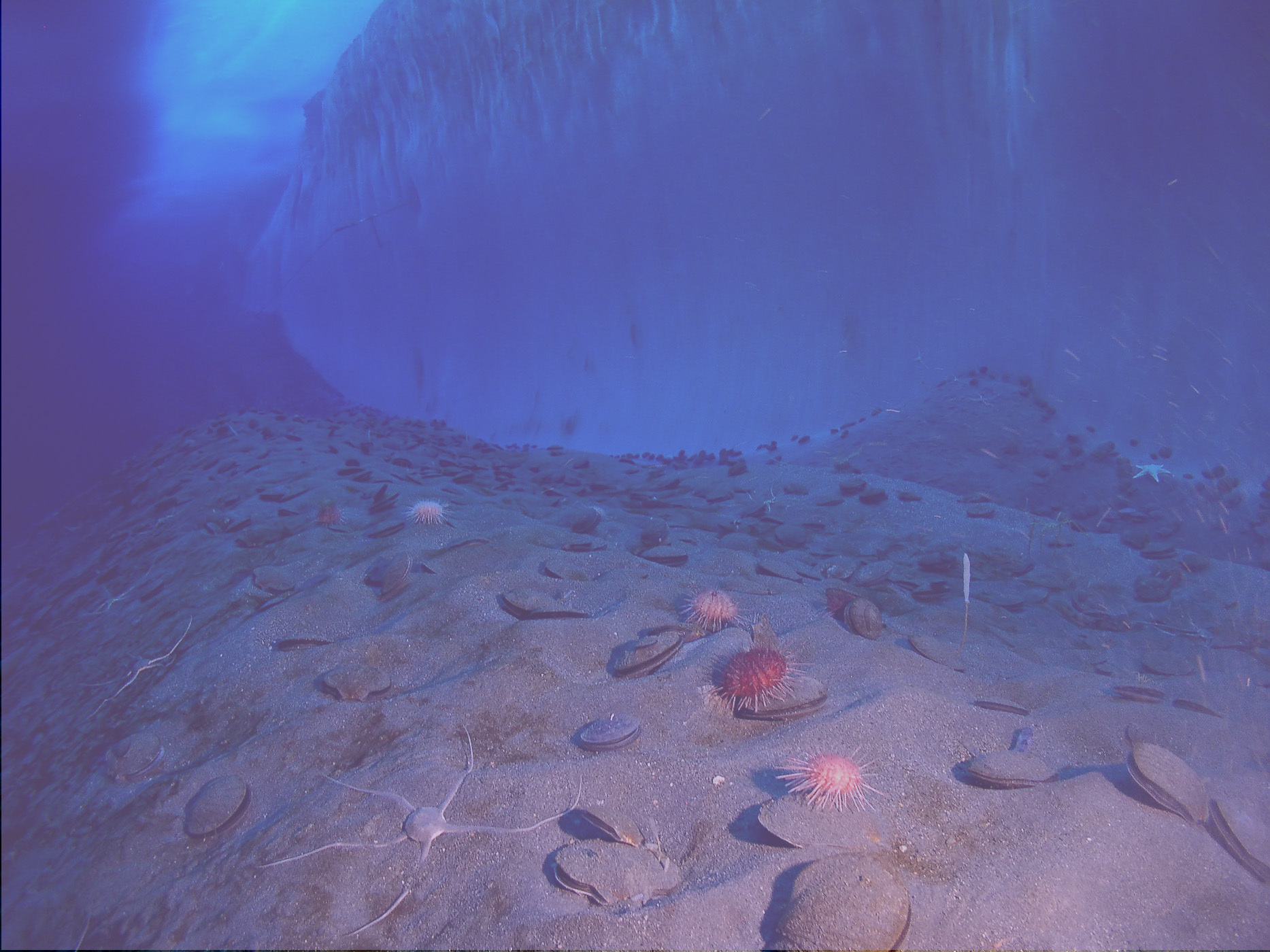 BENTHIC HERO TINTED Underwater mcmurdo sound Steve Clabuesch