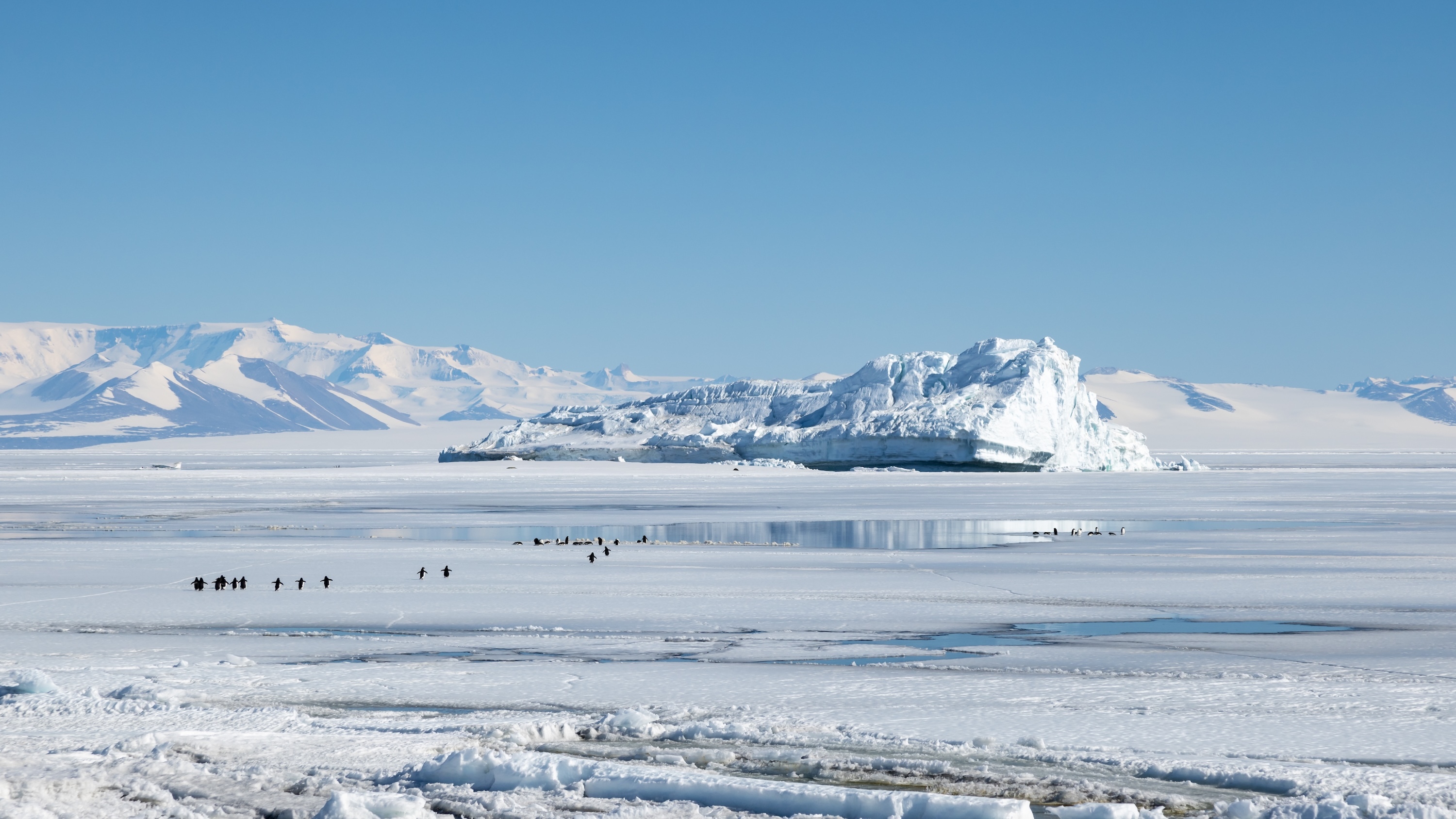 Cape Evans Berg Penguins Polynia