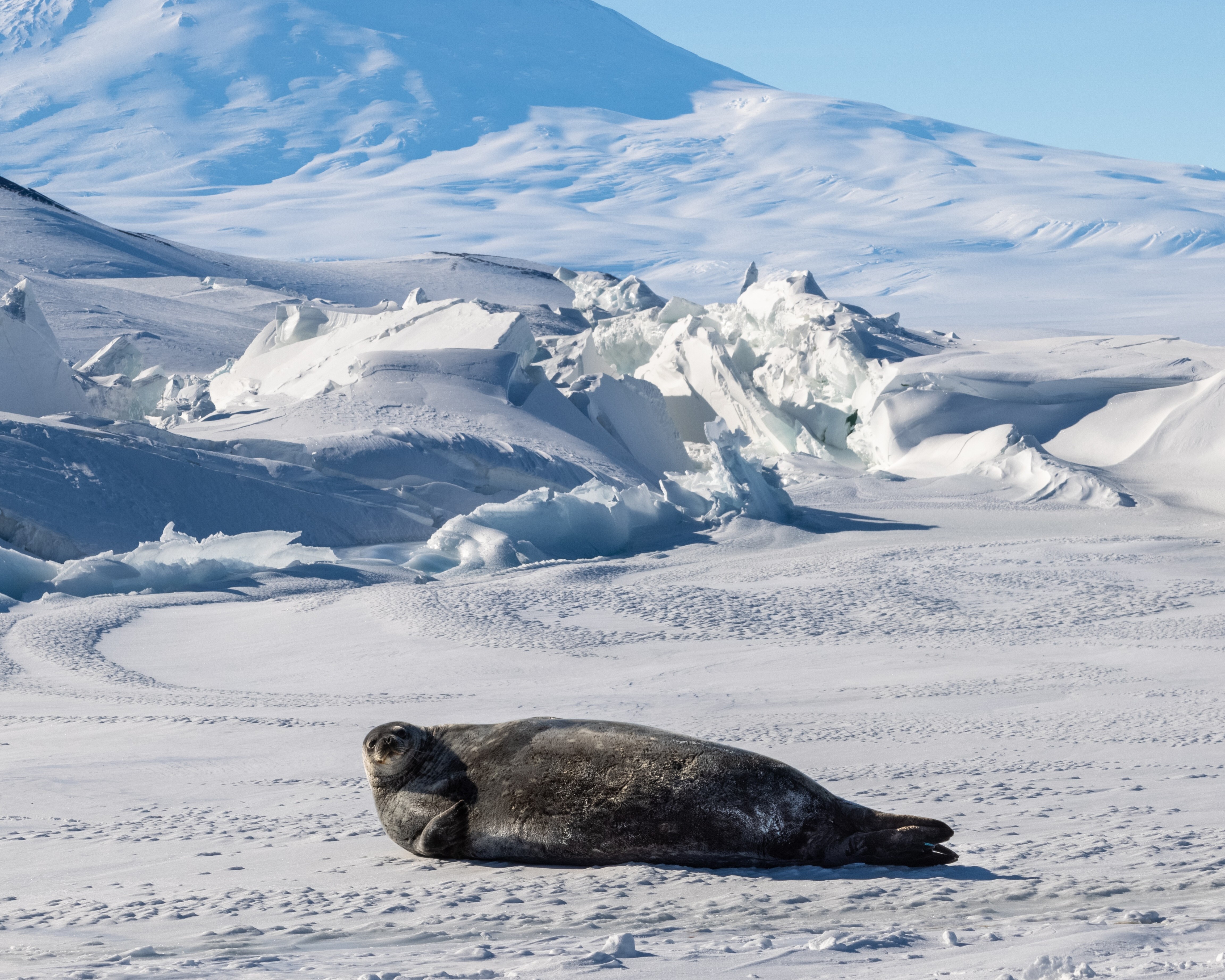 Erebus Ridges sealsb