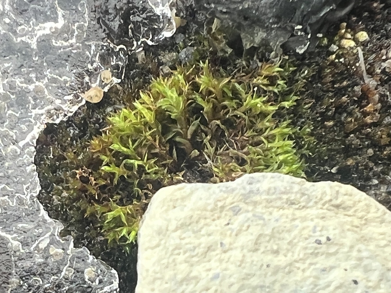 Fig 2 Plant life in Ant Gabrielle Koerich