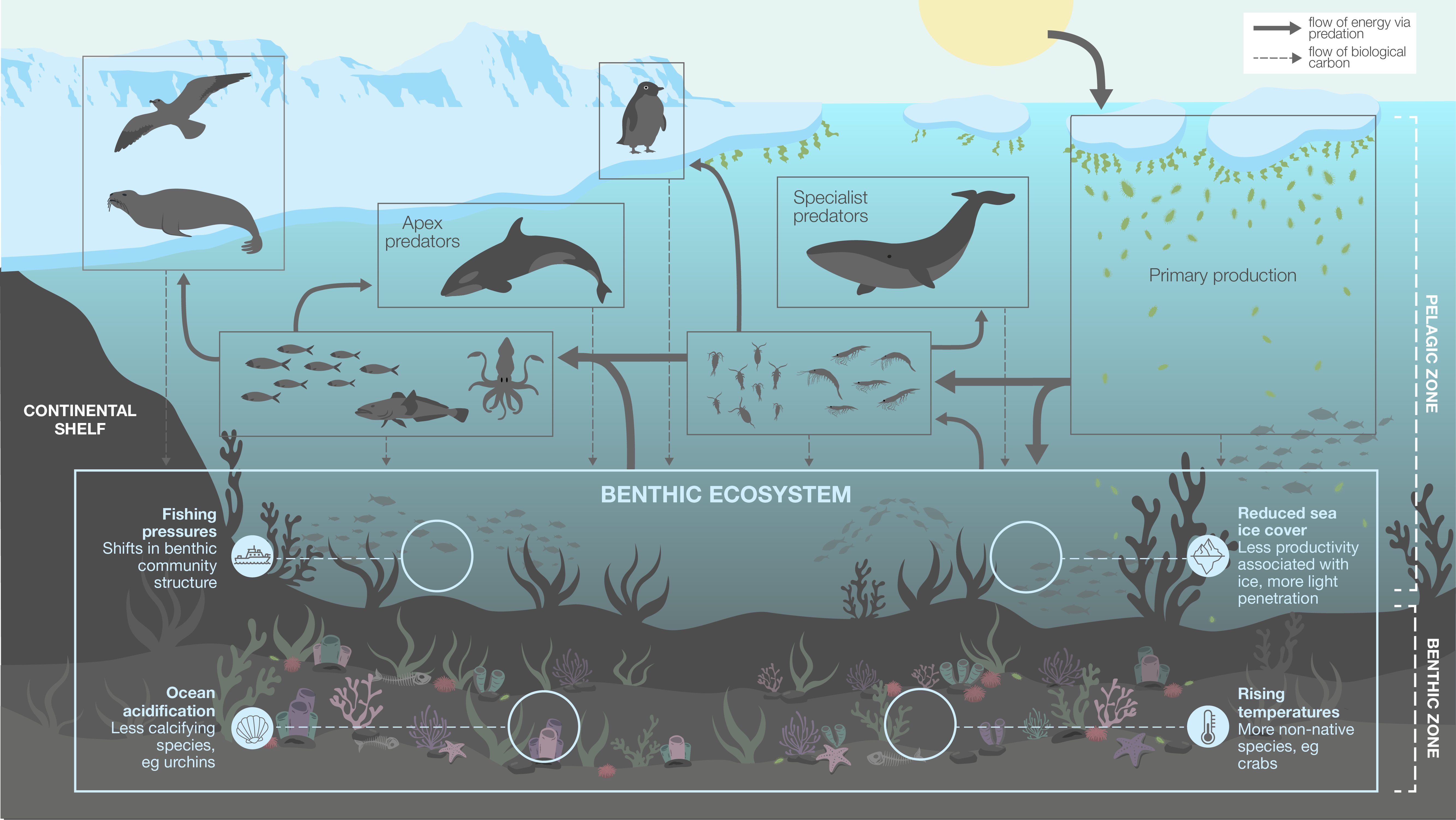 Food web benthic focus V8 02