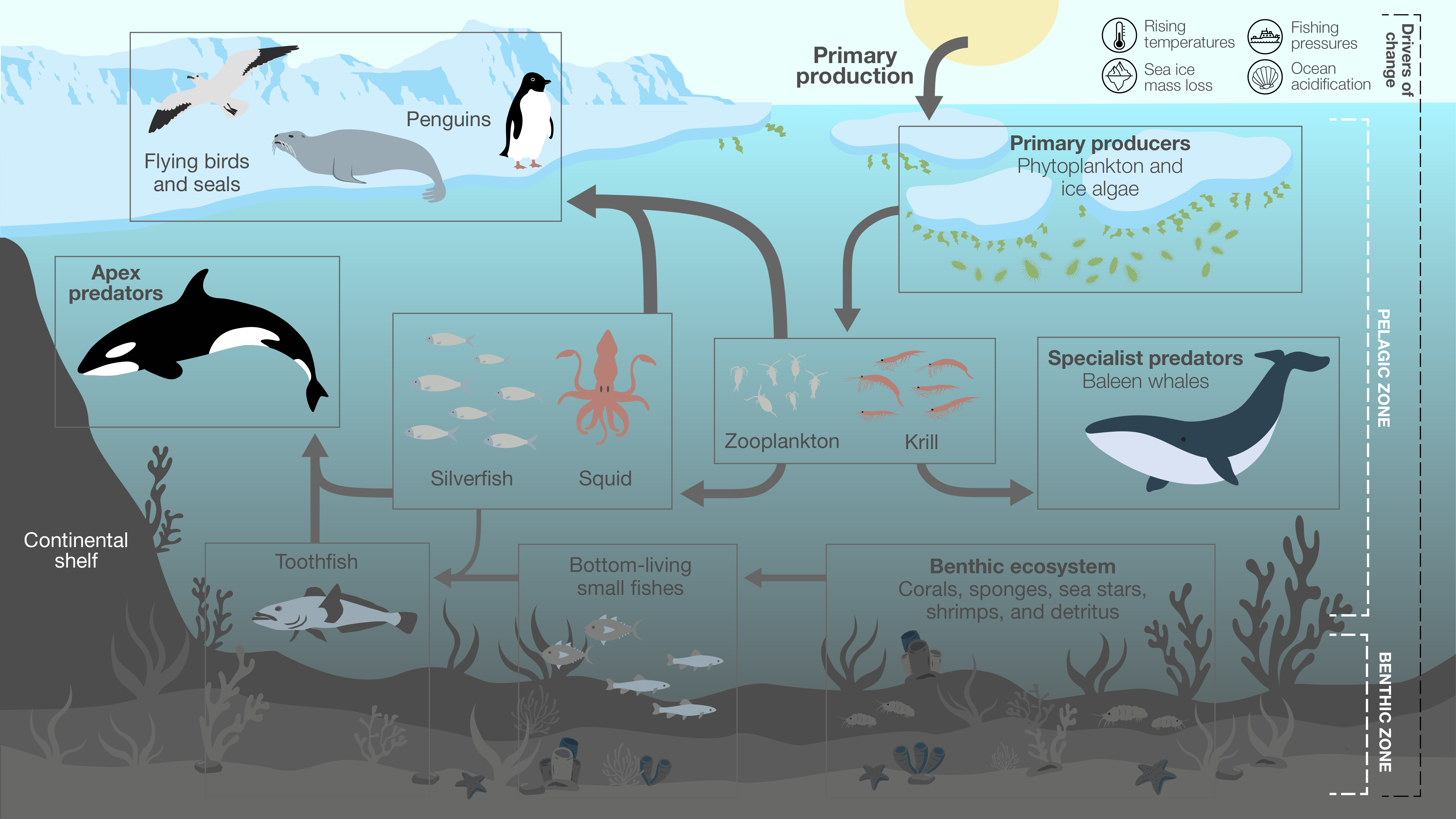 Pelagic food web graphic