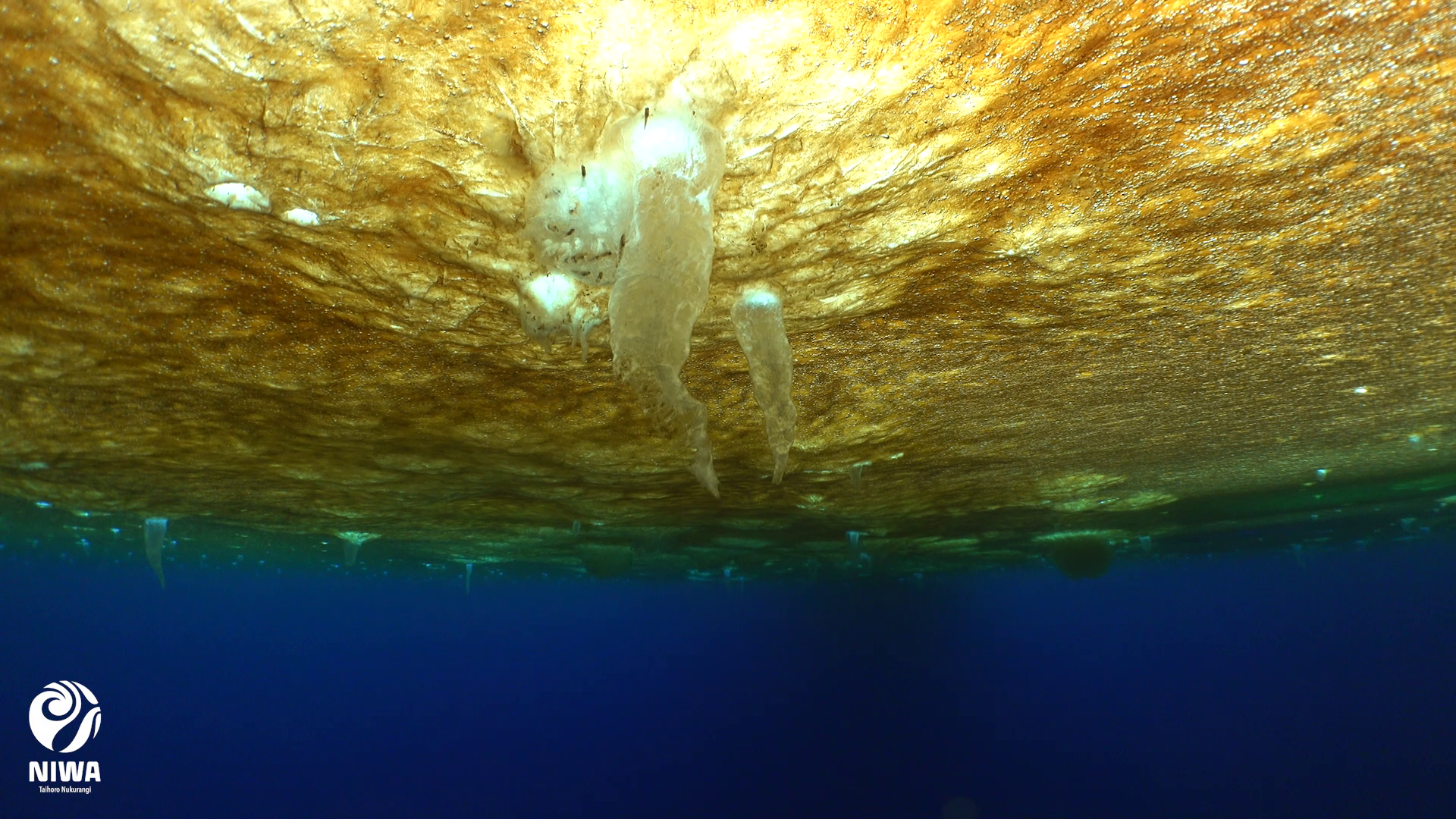 Undersea view of the sympagic environment under the sea ice Credit Leigh Tait NIWA