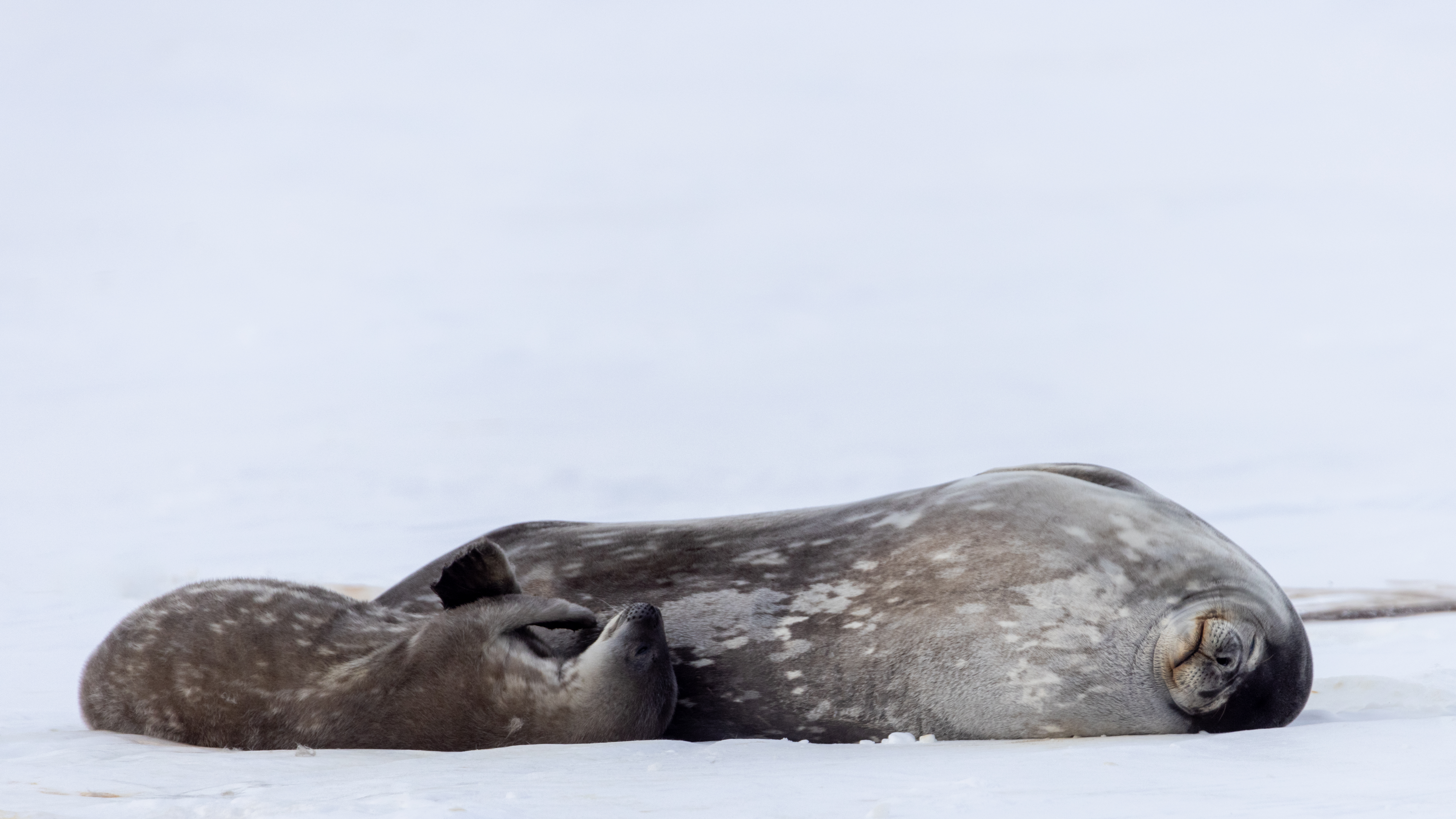 Weddell Seals Photo Anthony Powell