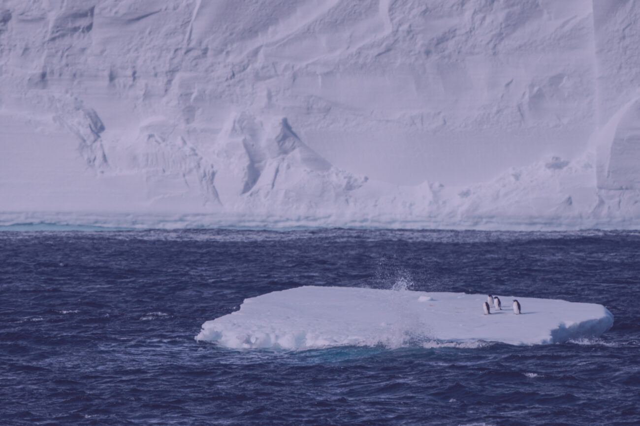 PELAGIC HERO IMAGE TINTED 2024 01 LAURA BASSI HIGH RES young 02881