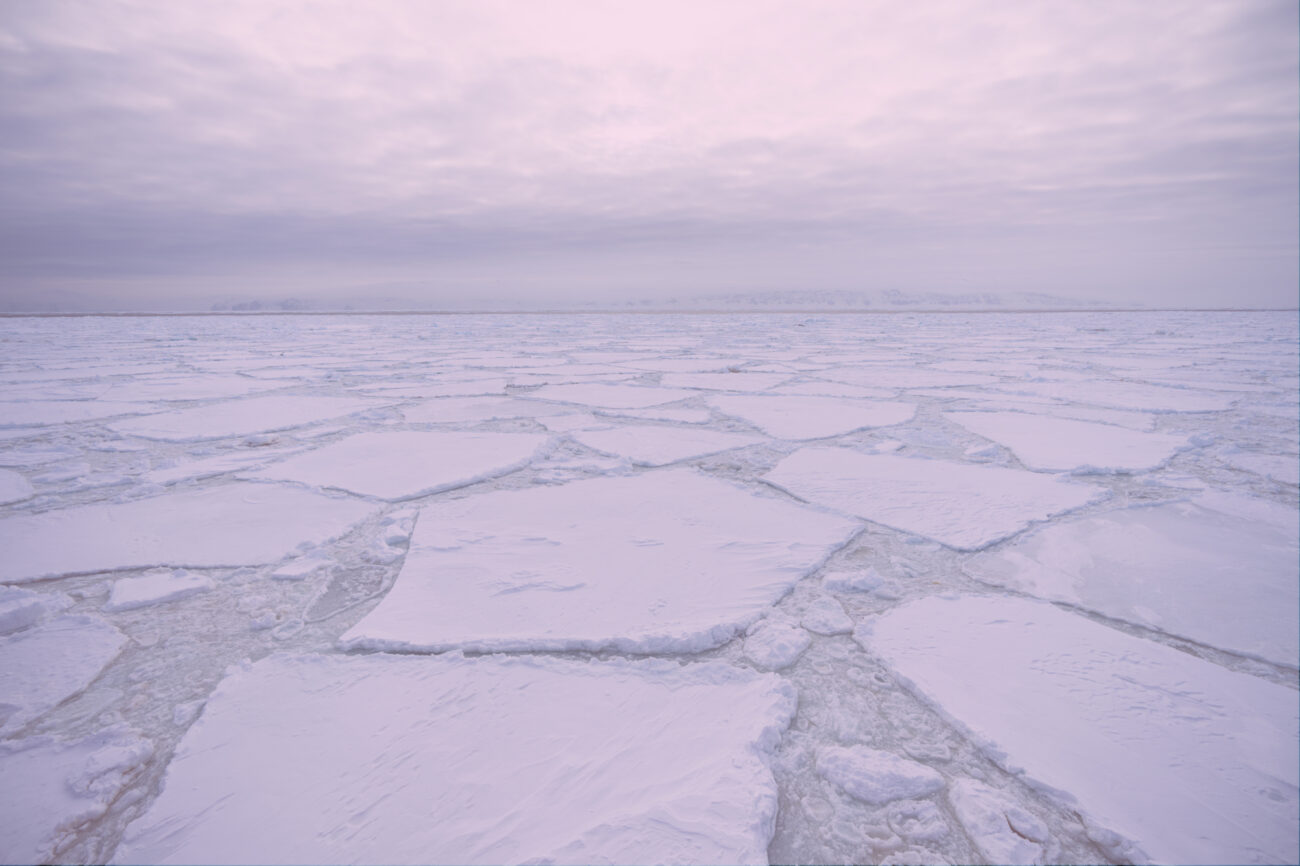 SEA ICE HERO TINTED 2024 01 LAURA BASSI HIGH RES young 7408653