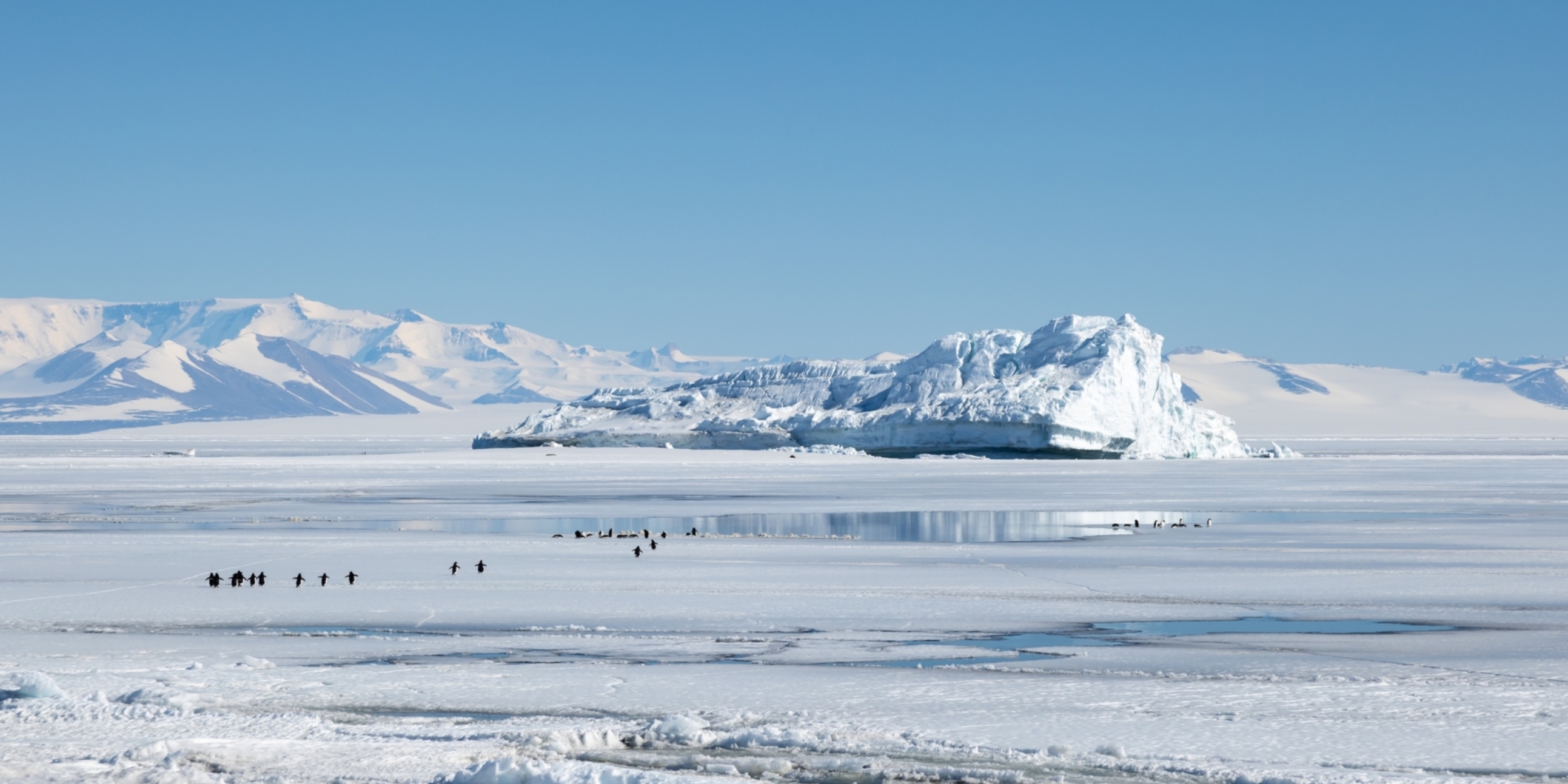 Cape Evans Berg Penguins Polynia