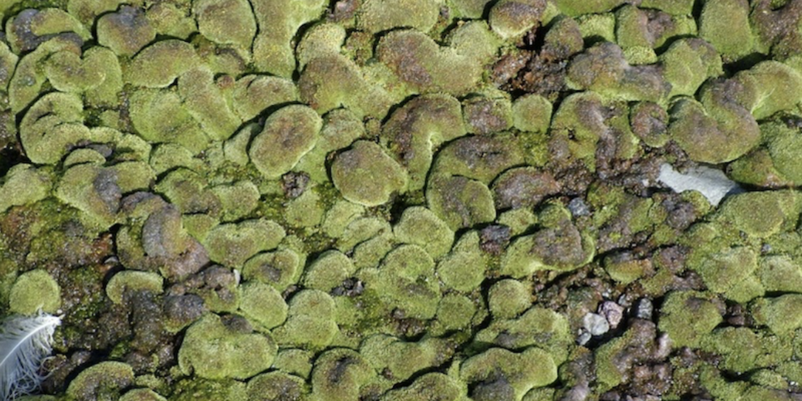 Moss Catherine B