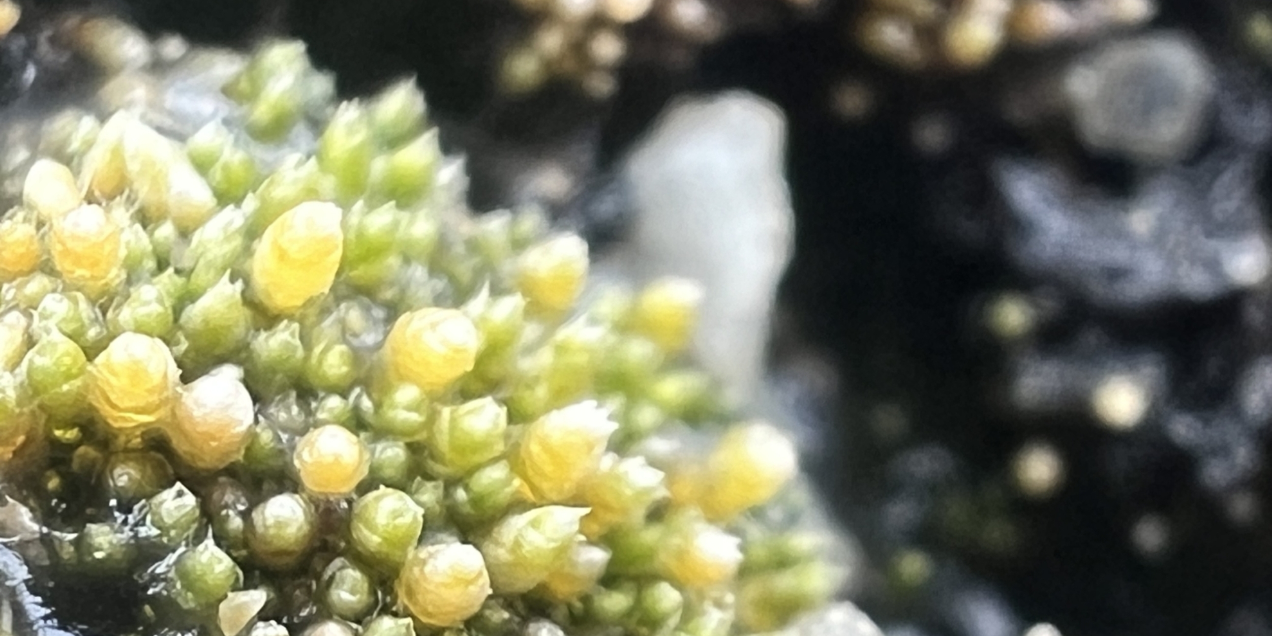 Moss i MG 6784 Koerich