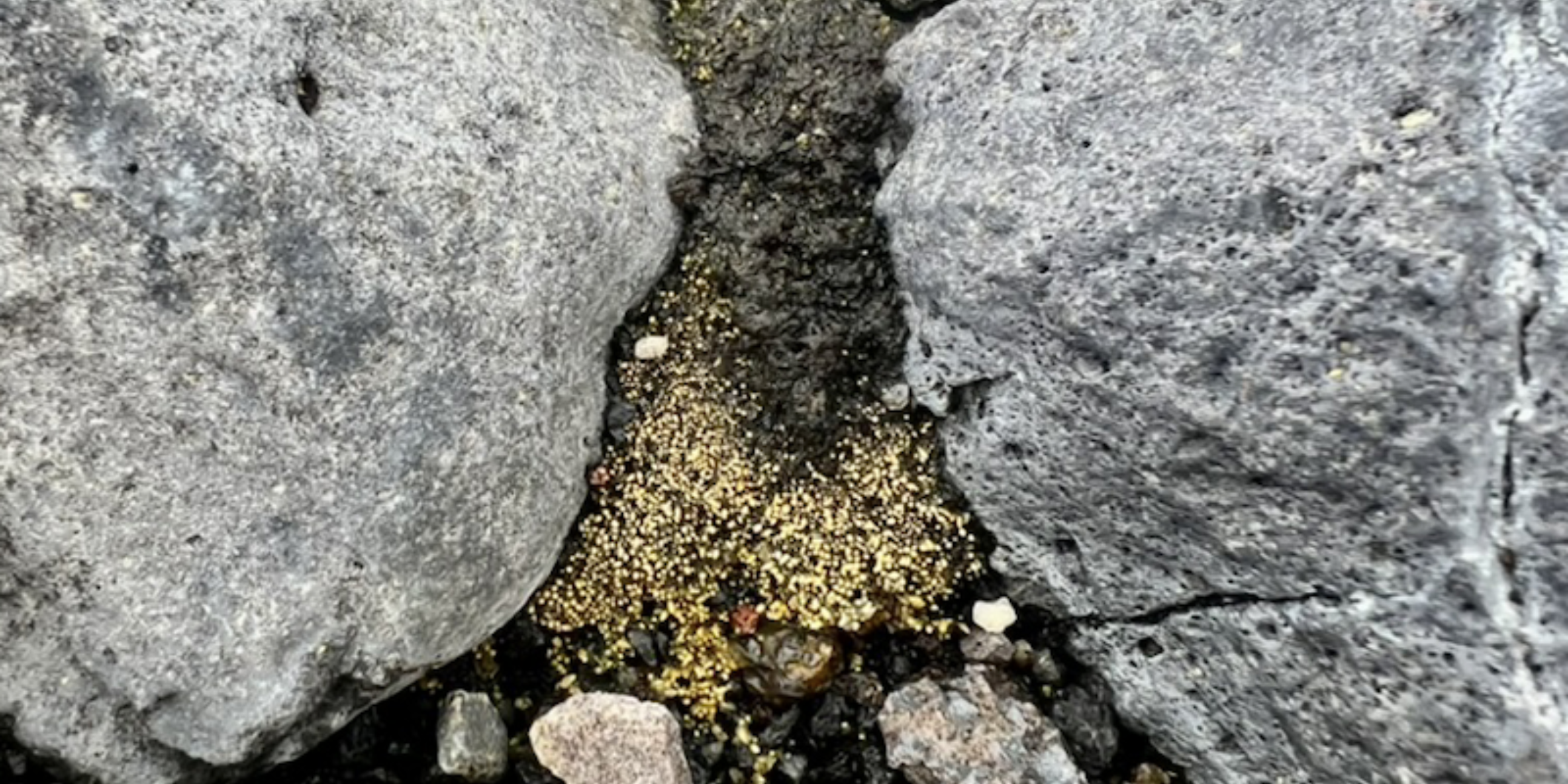 Rocks and moss GK