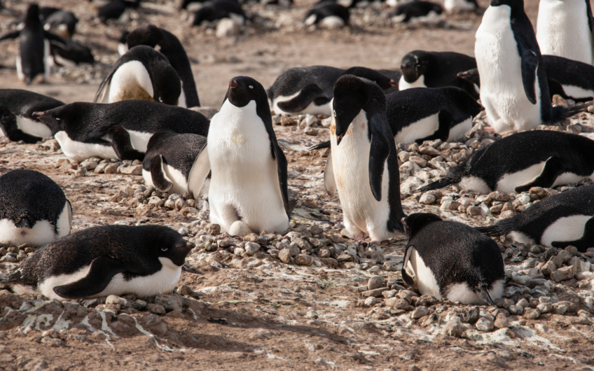 Penguins Nests and Poop