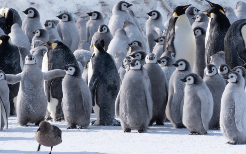 Emperors Chicks and Skua