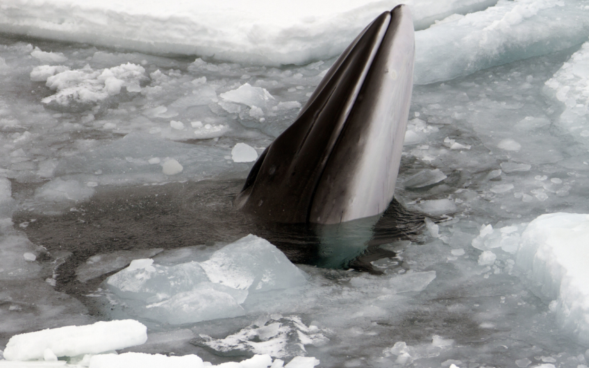 Minke whale in ice