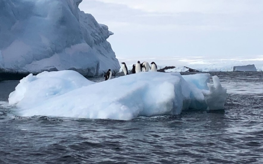Penguins on top of an iceberg near Dumont d Urville Station in East Antarctica Credit Johan Etourneau VUW MR