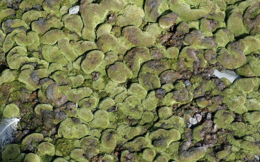 Moss Catherine B