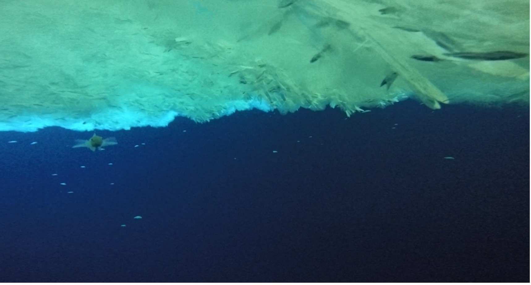Fish under ice