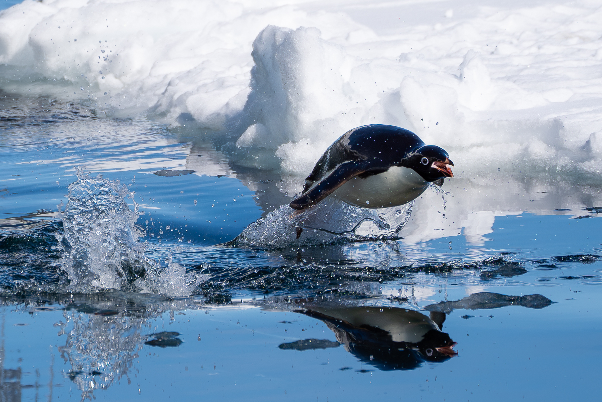 Penguins swimming 3